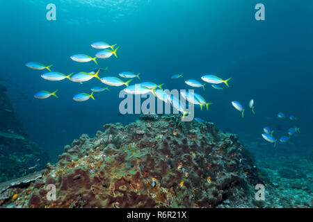Schwarm Gelber Blaurücken Füsilier, (Caesio teres), schwimmt über kleines Riff überzogen mit Schwamm, Saparua, Insel, Molukken, Banda See, Pazifik, In Stock Photo