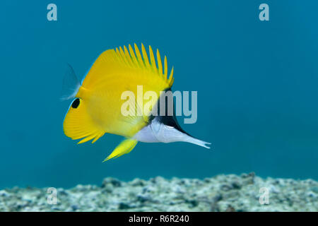 Gelber Masken Pinzettfisch, (Forcipiger flavissimus) schwimmt über Korallenriff, Saparua, Insel, Molukken, Banda See, Pazifik, Indonesien, Pazifik, Ba Stock Photo