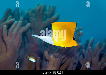 Gelber Masken Pinzettfisch, (Forcipiger flavissimus) schwimmt über Korallenriff, Saparua, Insel, Molukken, Banda See, Pazifik, Indonesien | Yellow Lon Stock Photo