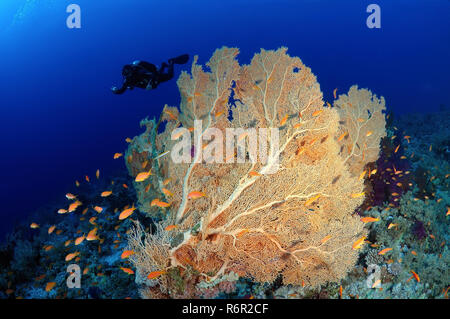 Diver looking at soft coral Venus fan or Venus sea fan, common sea fan, West Indian sea fan or purple gorgonian seafan (Gorgonia flabellum) in Ras Muh Stock Photo