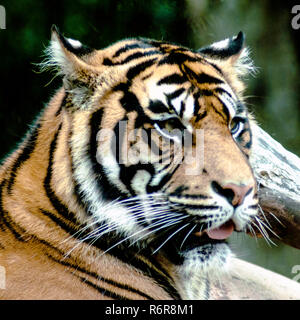 Bengal tiger / Panthera tigris tigris