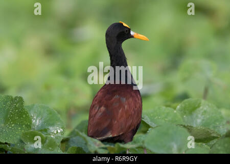 Northern Jacana (Jacana spinosa) Stock Photo