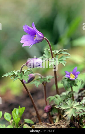 blossoms of the balkan anemone or spring anemone. anemone blanda Stock Photo