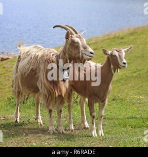 goats on a mountain pasture on a mountain lake in south tyrol Stock Photo