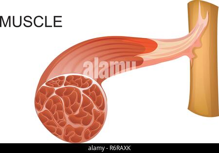 Structure of skeletal muscle fibers. Biceps and Triceps anatomy. Stock  Vector