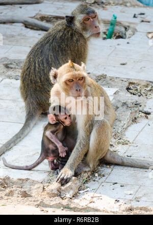 Adults and infant Rhesus macaque monkeys (Macaca Mulatta) in Wat Khao Takiap, Hua Hin, Thailand Stock Photo
