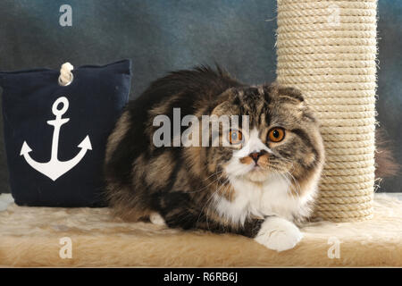highland fold, black tabby white (classic), sitting on a pillow Stock Photo