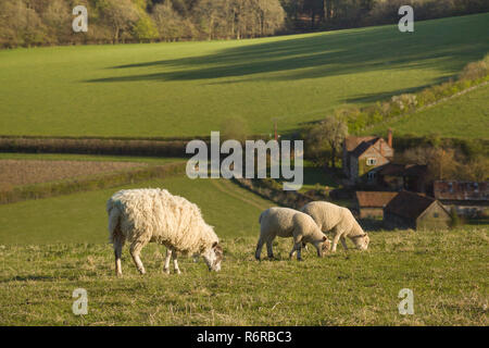 Shhep graze in Springtime above the Chiltern village of Turville, Buckinghamshire