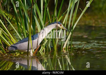 Bird fishing in the lake Stock Photo