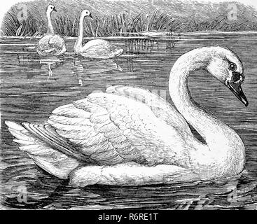 Digital improved reproduction, Mute swan, HÃ¶ckerschwan, Cygnus olor, original print from the 19th century Stock Photo