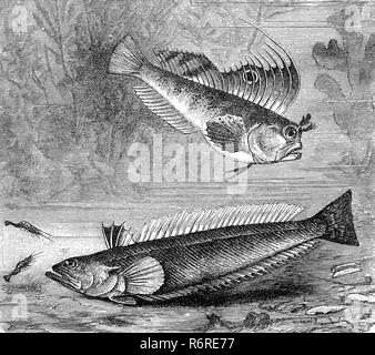 Digital improved reproduction, Butterfly blenny and Greater weever, Seeschmetterling, Blennius ocellaris und PetermÃ¤nnchen, Trachinus draco, original print from the 19th century Stock Photo