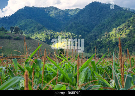 Corn farm field in front of rice field and mountain Stock Photo