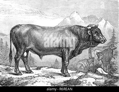 Digital improved reproduction, cattle breed, a bull from a swiss breed, Switzerland, Stier der schyzer Rasse, Schweiz, original print from the 19th century Stock Photo