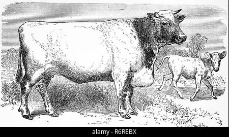 Digital improved reproduction, cattle breed, cow of the shorthorn breed, Kuh der Shorthornrasse, original print from the 19th century Stock Photo