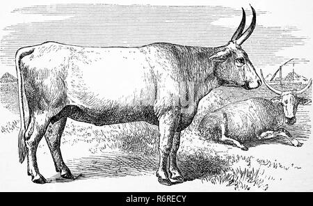 Digital improved reproduction, cattle breed, Zebu, Kuh der podolischen Rasse, original print from the 19th century Stock Photo