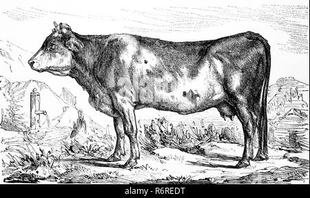 Digital improved reproduction, cattle breed, a Bernese cow from Switzerland,  Kuh der Berner Rasse, Schweiz, original print from the 19th century Stock Photo
