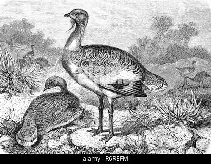 Digital improved reproduction, Great bustard, GroÃŸtrappe, Otis tarda, original print from the 19th century Stock Photo