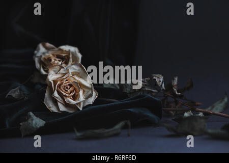 Two dried white roses on gray background with dark velvet draping creating mournful mood Stock Photo