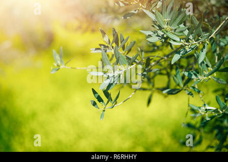 Olive tree and sunshine - gardening, nature background and ...