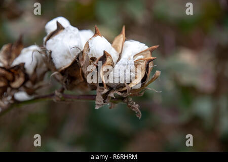 Open boxes of ripe cotton plants on a blurred background. Greece Stock Photo