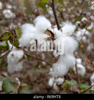 White fluff cotton plants on blurred background. Greece Stock Photo