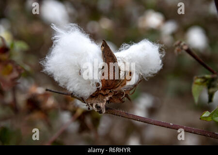 White textured fluff cotton plants on a blurred background close-up. Greece Stock Photo