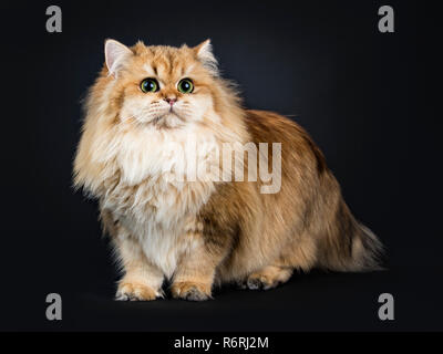 Amazing fluffy British Longhair cat kitten, standing side ways, looking beside camera with big green / yellow eyes. Isolated on black background. One Stock Photo