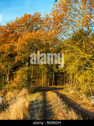 Autumn leaves in Hovingham Woods Stock Photo