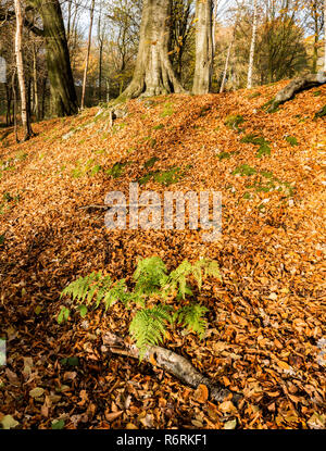Autumn in Hovingham Woods Stock Photo