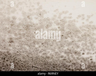 close up texture of mould fungus black spotted growing on wall white Stock Photo