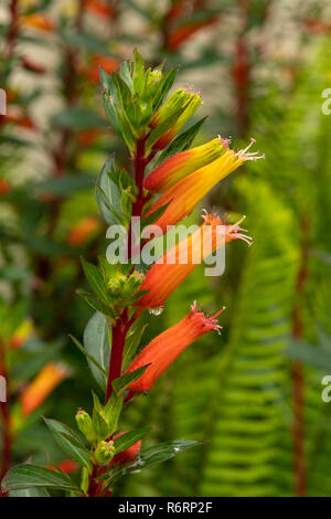 Cuphea micropetala, Tall Cigar Plant Stock Photo