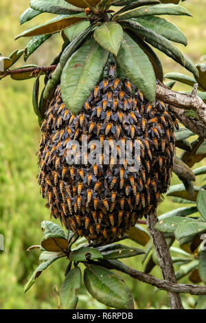 Wasps' Nest in Horton Plains National Park, Sri Lanka Stock Photo