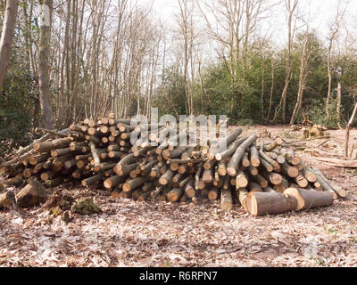 pile of branches wooden stump tree trunks cut down forest wood woodland uk timber Stock Photo