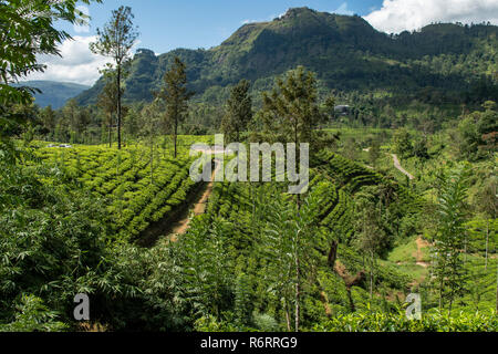 Tea Plantation near Nuwara Eliya, Sri Lanka Stock Photo