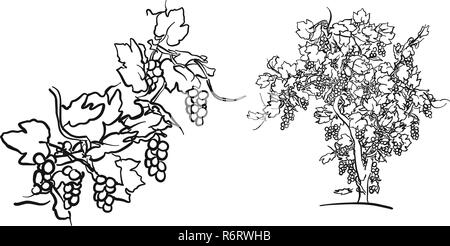 Vine tree and fruit drawing, hand-drawn vector food illustration for vine label and social media marketing Stock Vector