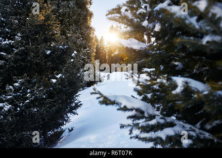 Tourist with backpack in the snowy forest in the mountains Stock Photo