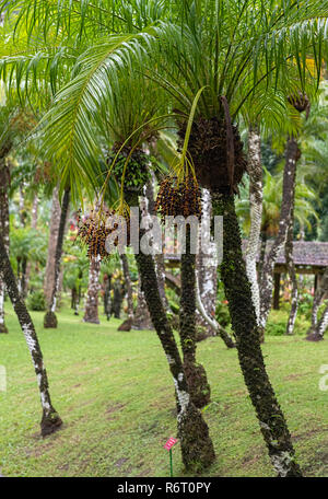 Phoenix Roebelenii or Pygmy Date Palm at Jardin de Balata Martinique Stock Photo