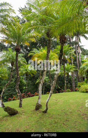 Phoenix Roebelenii or Pygmy Date Palm at Jardin de Balata Martinique Stock Photo
