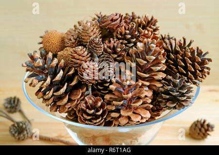 Various types and sizes of many natural dry pine cones in a glass compote on wooden background Stock Photo