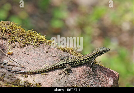 wall lizard podarcis muralis sunbathing Stock Photo