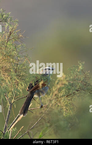 Black-crowned Tchagra (Tchagra senegala) Stock Photo