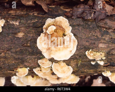 white bracket moss lichen fungus fungi growing on wood bark stump damp outside in forest floor Stock Photo