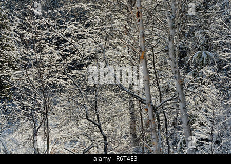 Tree branches with snow and residual ice, Greater Sudbury, Ontario, Canada Stock Photo