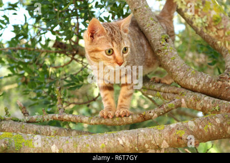 young ginger cat, 3 month old, climbing on a tree Stock Photo