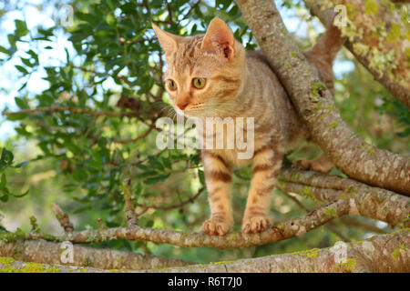 young ginger cat, 3 month old, climbing on a tree Stock Photo