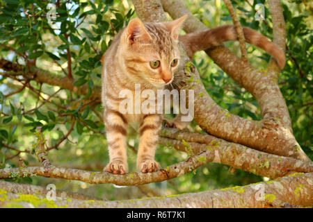 young ginger cat, 3 month old, climbing on a tree Stock Photo