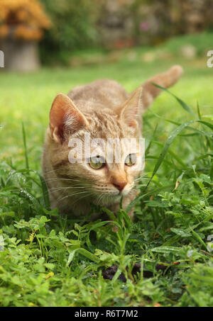 young ginger cat, 3 month old, Stock Photo