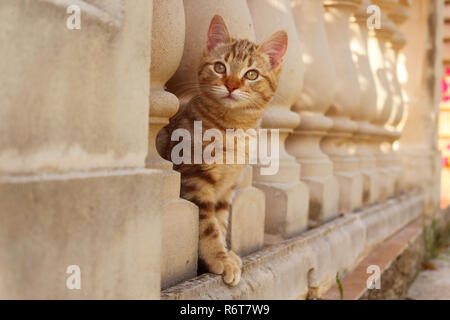 young ginger cat, 3 month old, looking through a balustrade Stock Photo