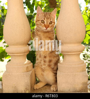 young ginger cat, 3 month old, looking through a balustrade Stock Photo