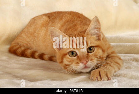 young ginger cat, 3 month old, lying on a blanket Stock Photo